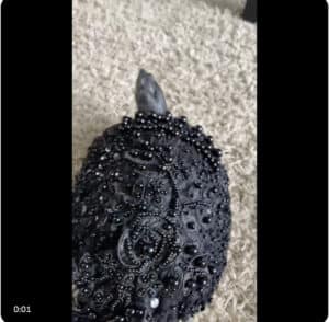 Turtle Couture: When Your Pet Becomes Your Fashion, Literally! Screenshot 2024 09 30 at 3.24.54 PM